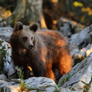 draskovic_pelc_brown_bear_1 DraškovičPelc: The bear is a protected species, yet it evokes various emotions in communities.