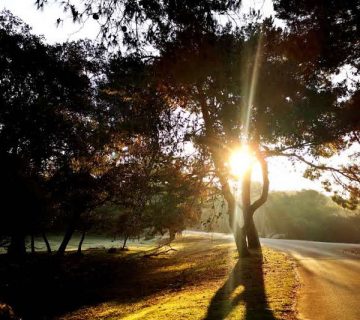 Brijuni Shiny Forrest dress fashion, image Max Dubravko Fijačko