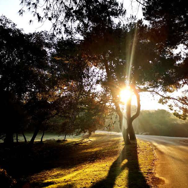 Brijuni Shiny Forrest dress fashion, image Max Dubravko Fijačko