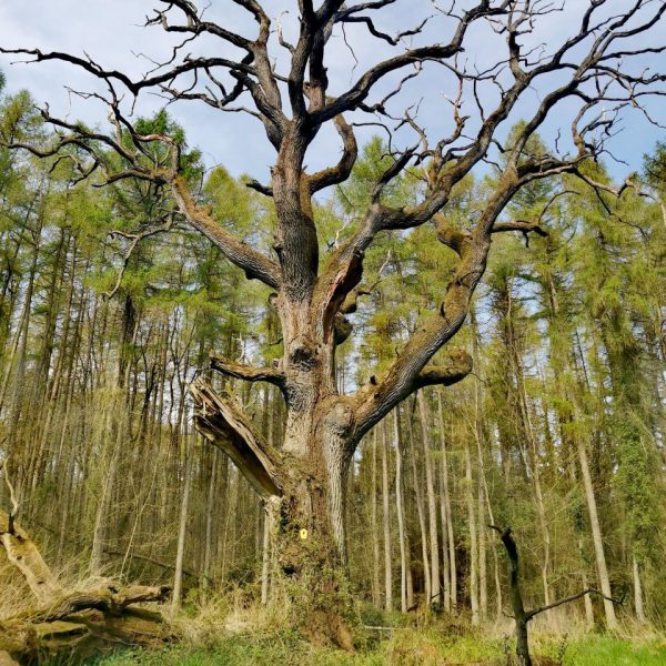 luedtke_What_does_this_old_oak_tree_have_to_tell 2. Kim Lüdtke: What what does this old oak tree have to tell?